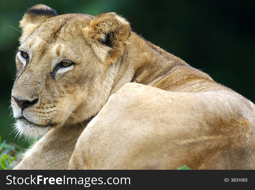 An African Lioness sitting and relaxing