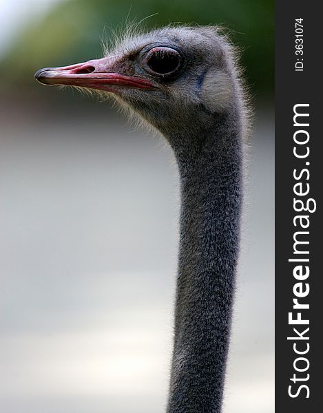A close up portrait of an ostrich