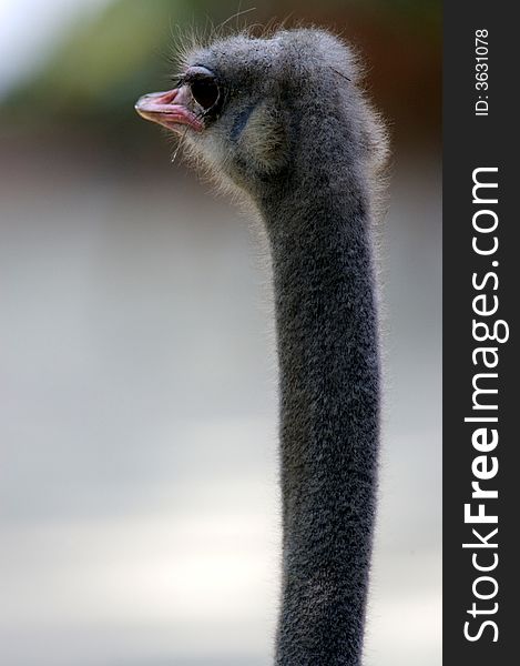 A close up portrait of an ostrich