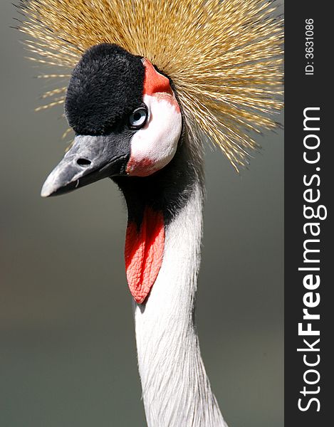 An African Black Crowned Crane