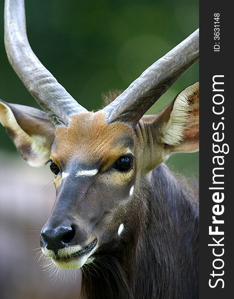 A close up African Waterbuck Portrait