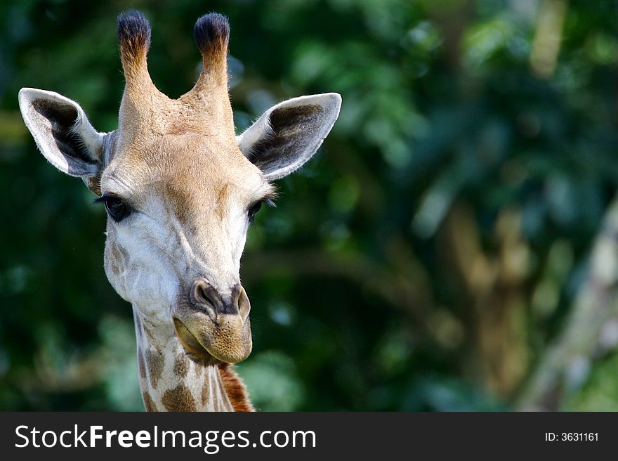 A close up encounter with an African Giraffes