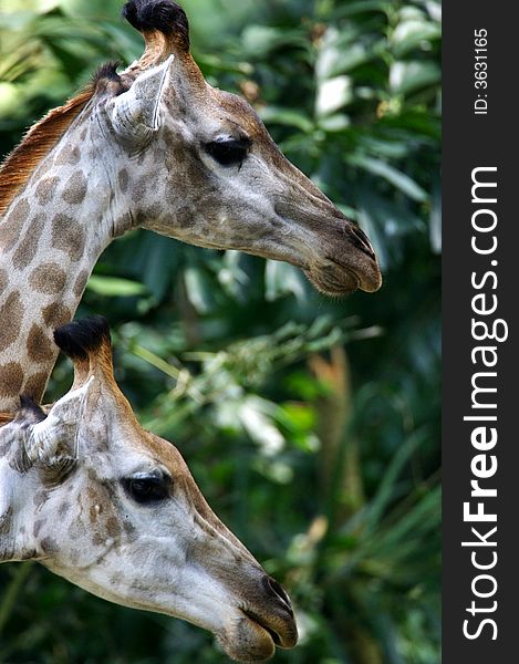 Two African Giraffes found together