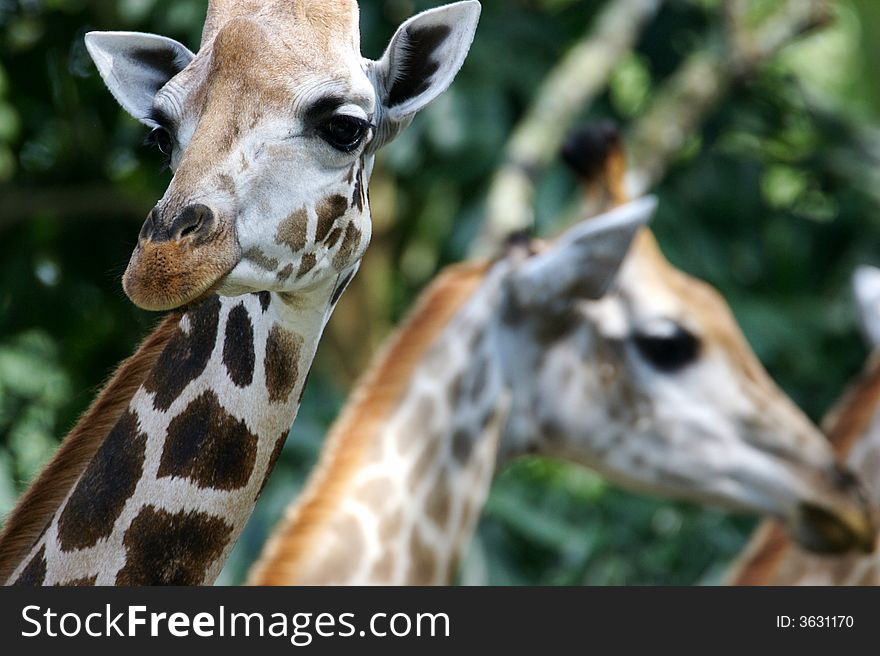 Two African Giraffes found together