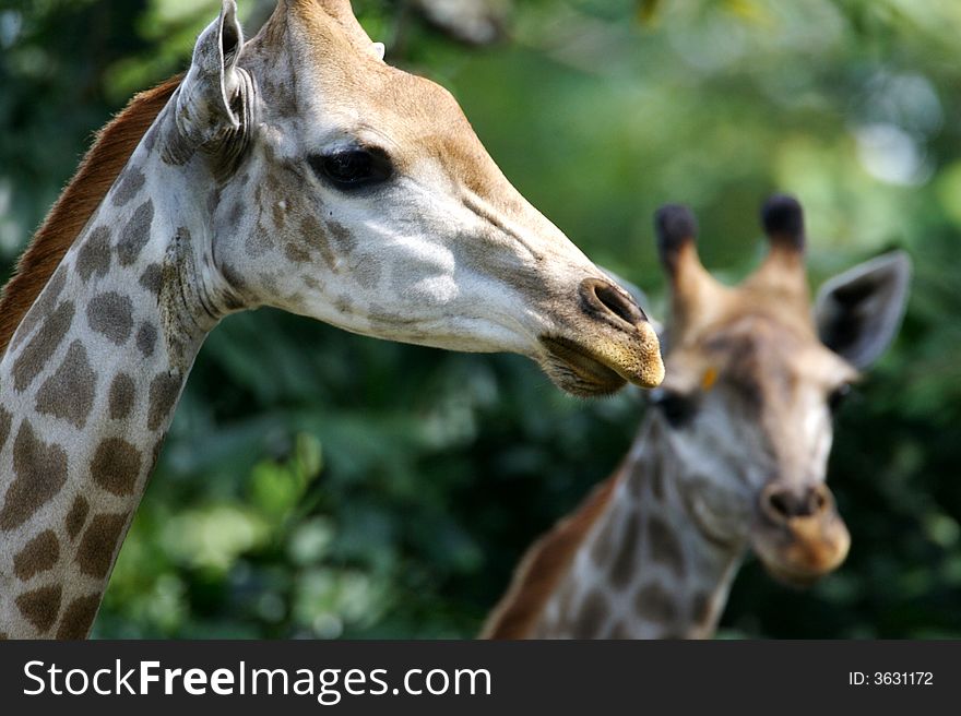 Two African Giraffes found together