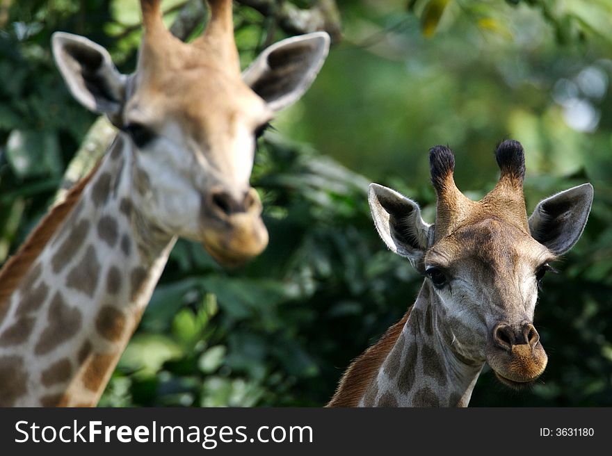 Two African Giraffes found together