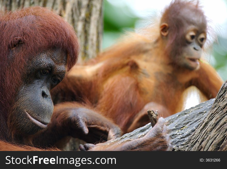 A family of Orang Utans found together