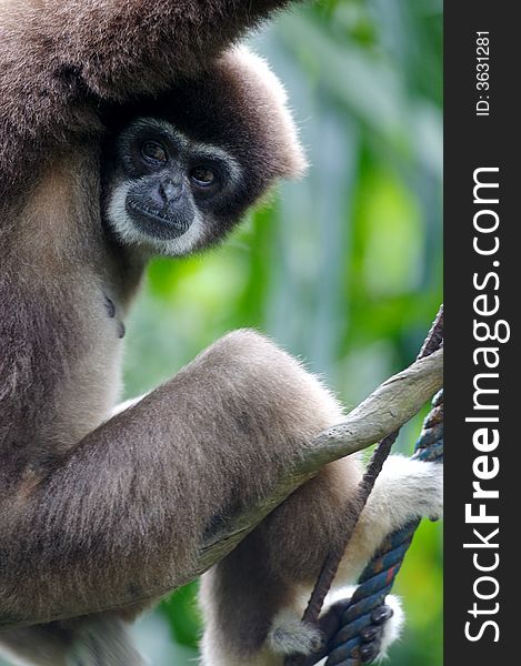 A white handed Gibbon portriat
