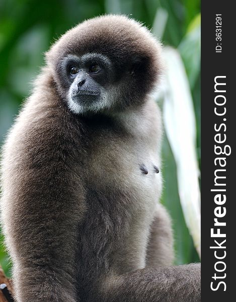 A white handed Gibbon portriat