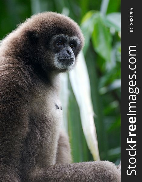 A white handed Gibbon portriat
