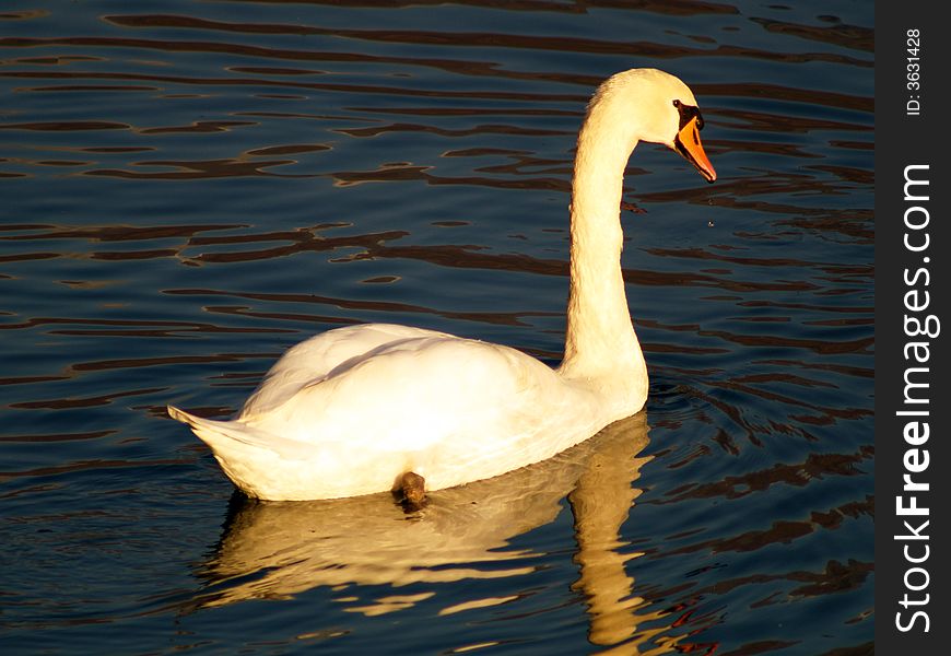 Swan that swimming on the lake of Como in Italy