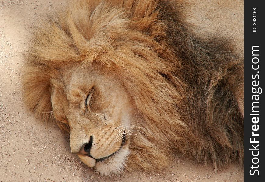 Photo of a lion sleeping
