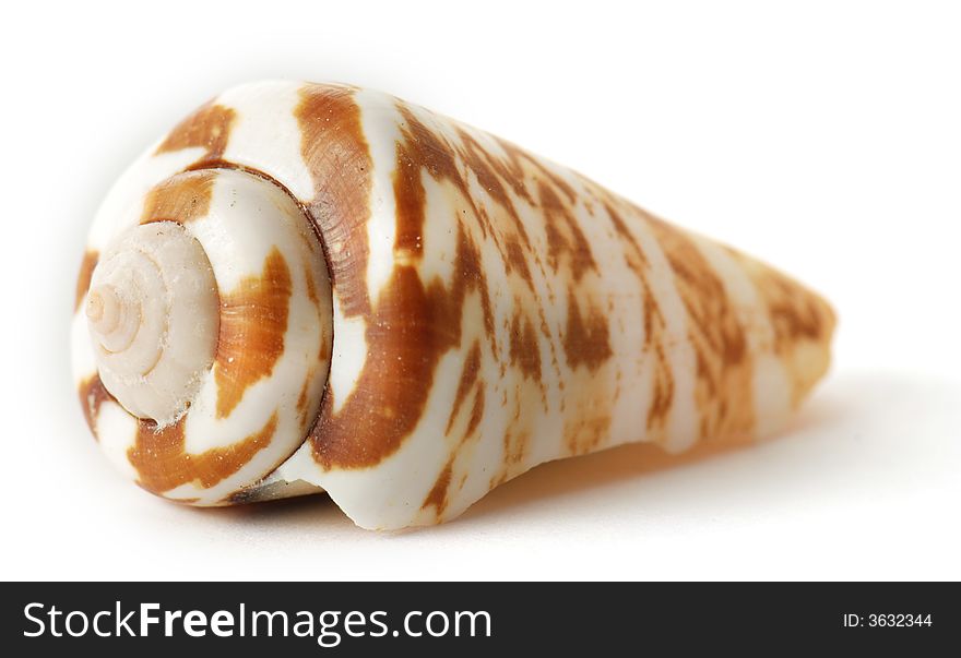 Sea shell on white background