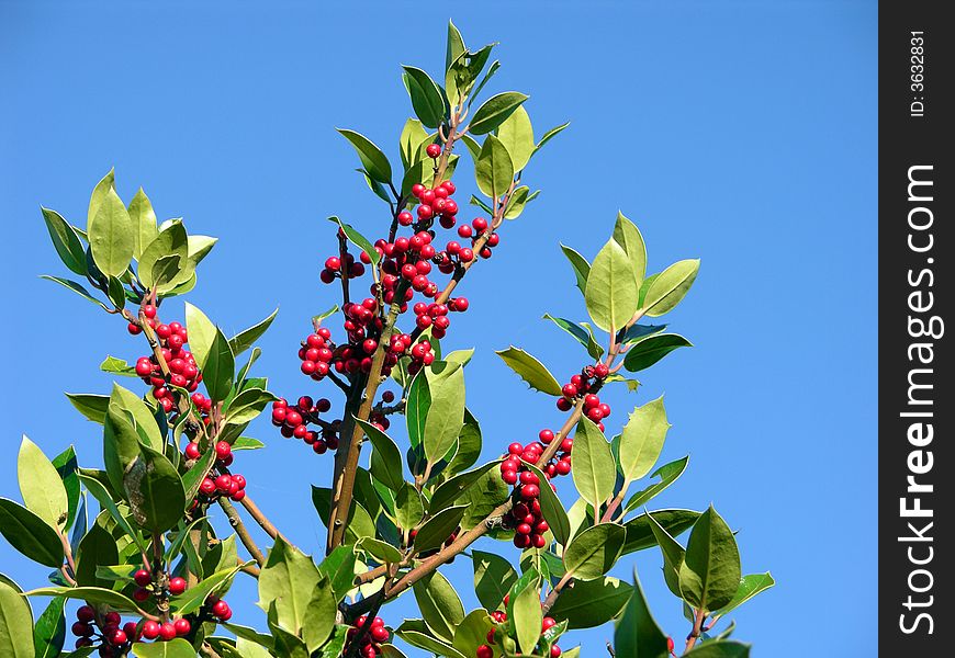 Holly berries showing its fruits at christmas