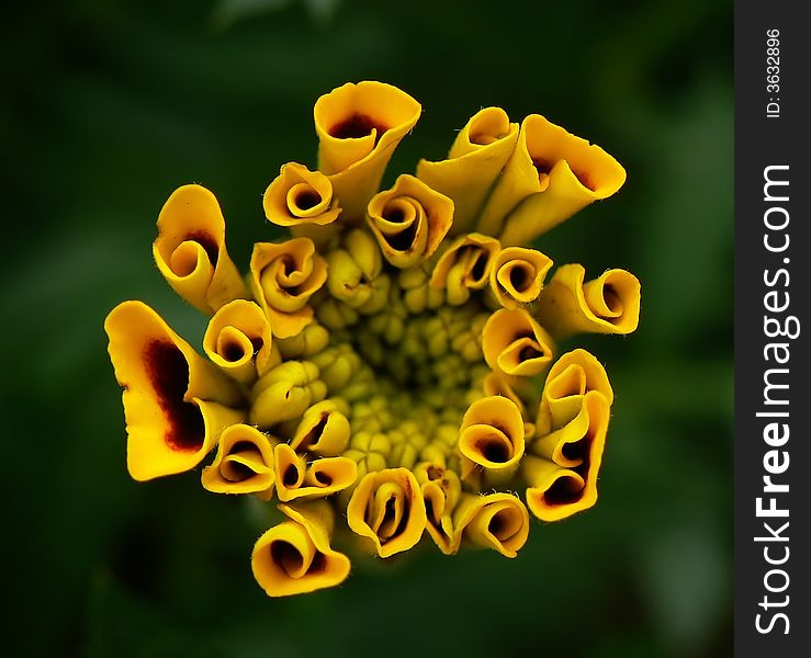 Yellow flower - curiously rolled up petals