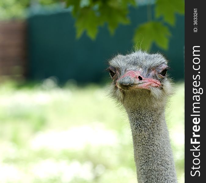 Ostrich head looking at camera while outdoors