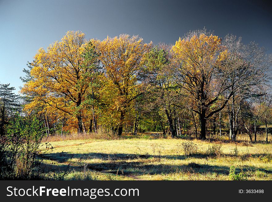 Tree on a background of a wood