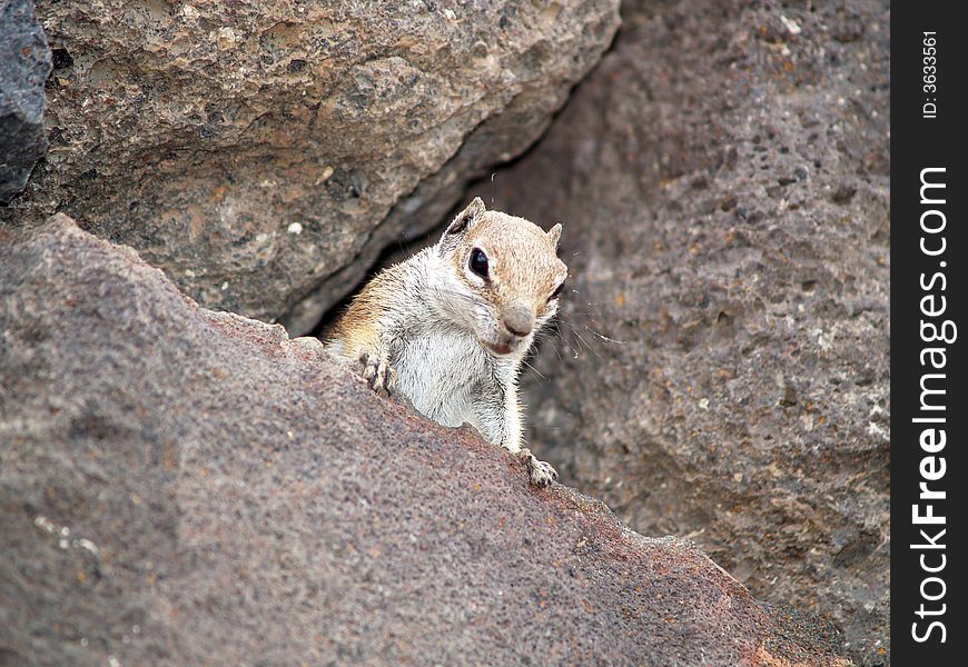 Squirrel rock climber in spain