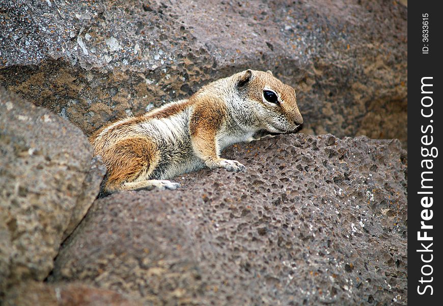 Squirrel rock climber in spain