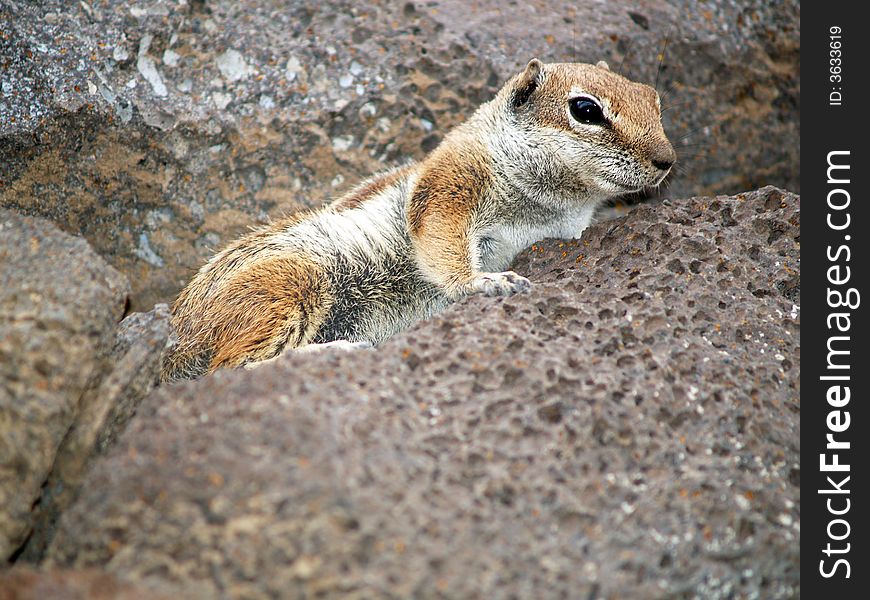 Squirrel rock climber in spain