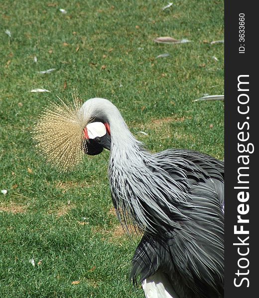 Cleaning bird