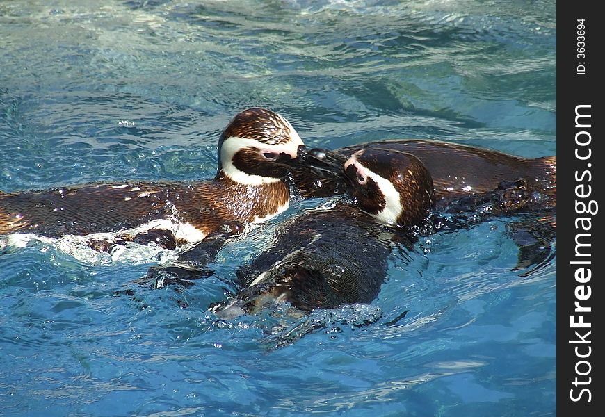Brown penguins playing in the pool
