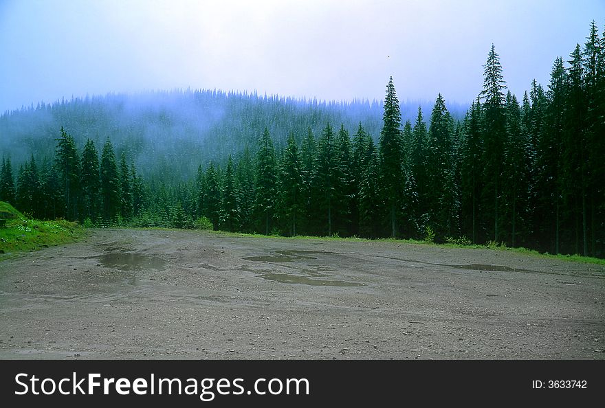 Fog on a background of a wood. Fog on a background of a wood