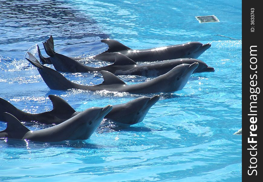 Dolphins playing in a demonstration in the pool