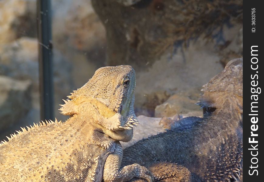 Two brown iguanas resting on rocks