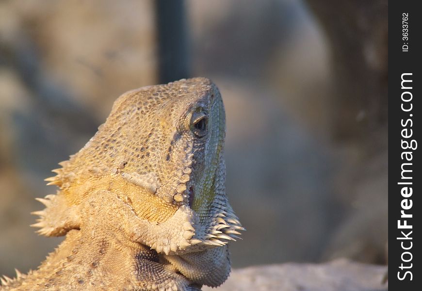 One closeup of a brown iguana