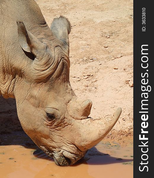 Brown head rhinoceros drinking water