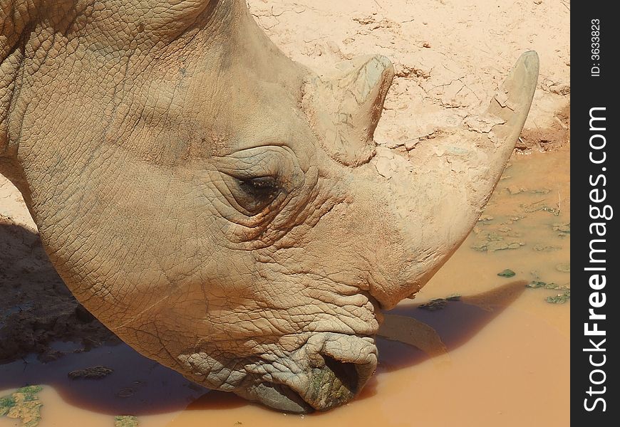 Brown head rhinoceros drinking water