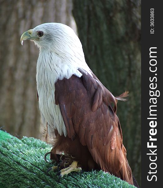 Brown and white standing eagle resting on a holder