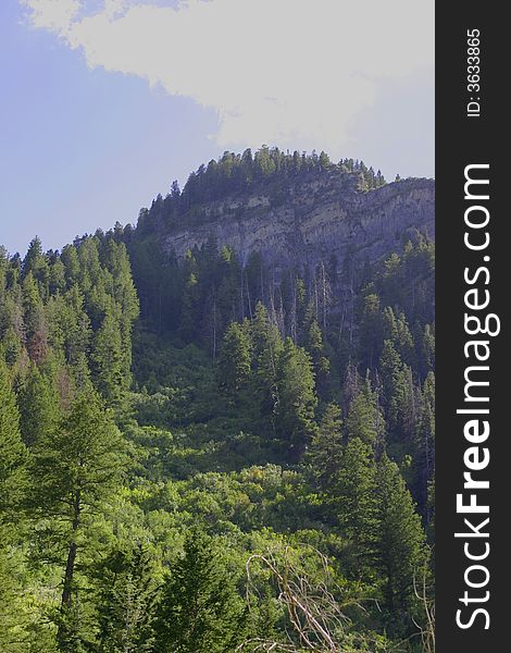 Front view of pine trees on mountain side. Front view of pine trees on mountain side