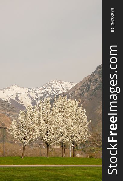 Four white blossom trees in a row on green grass with mountain range in background. Four white blossom trees in a row on green grass with mountain range in background
