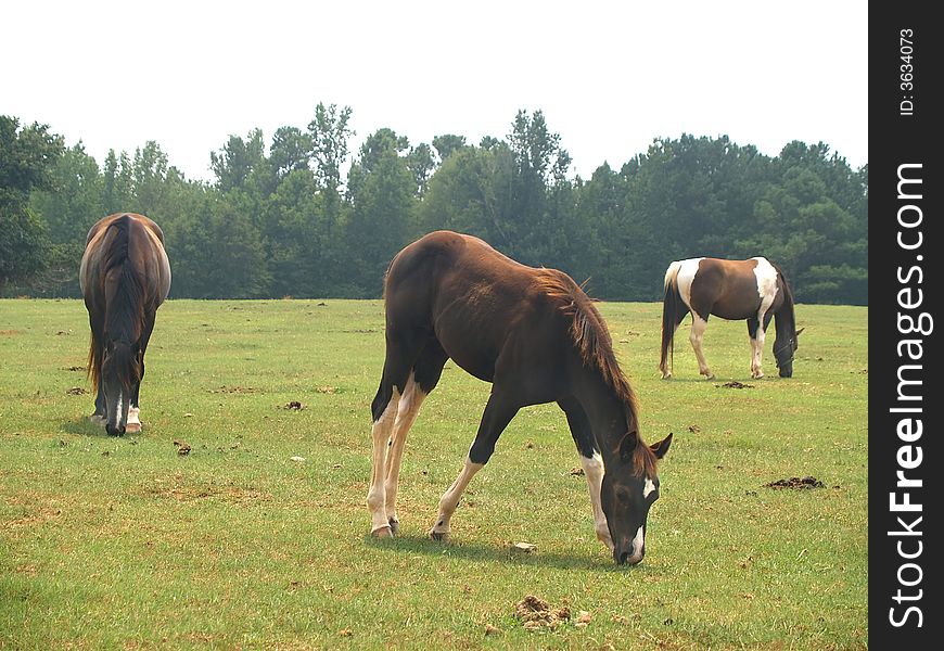Three horses grazing in a field of very short grass.