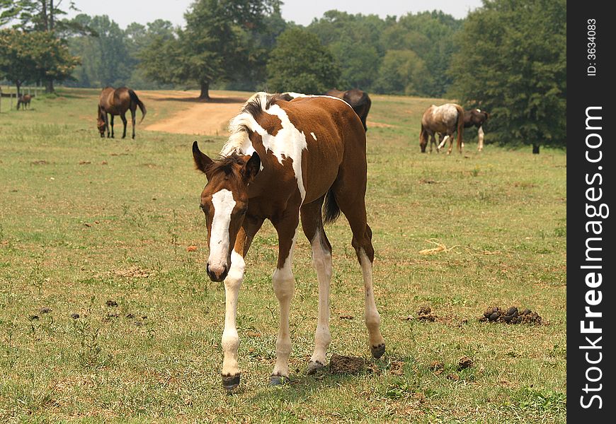 A little painted colt in a field with several other horses.