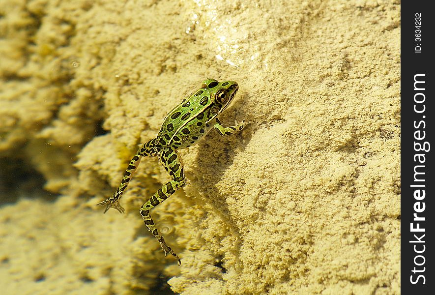 A leopard frog floats near the river's edge. A leopard frog floats near the river's edge.