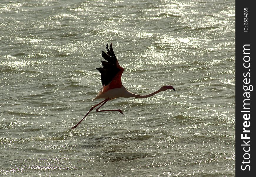 Flamingo Ready To Fly