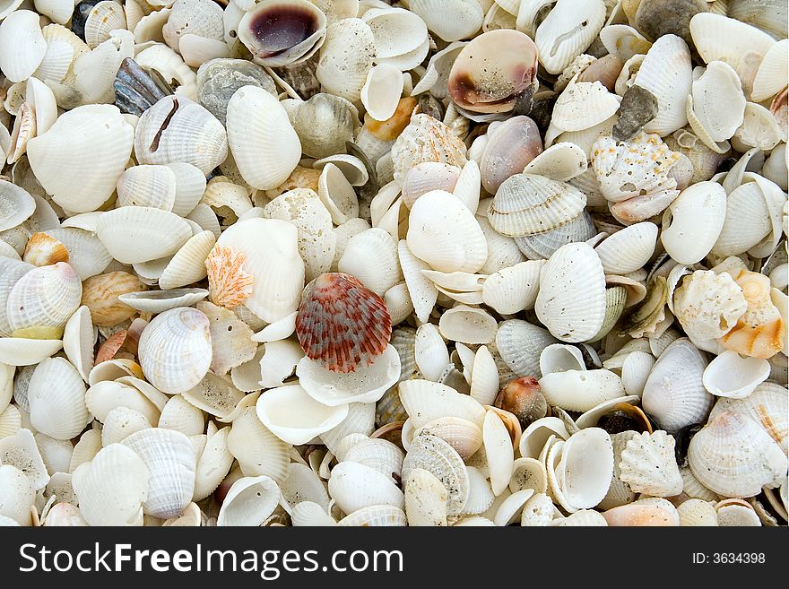 Calico scallop seashell standing out on a Sanibel Island beach