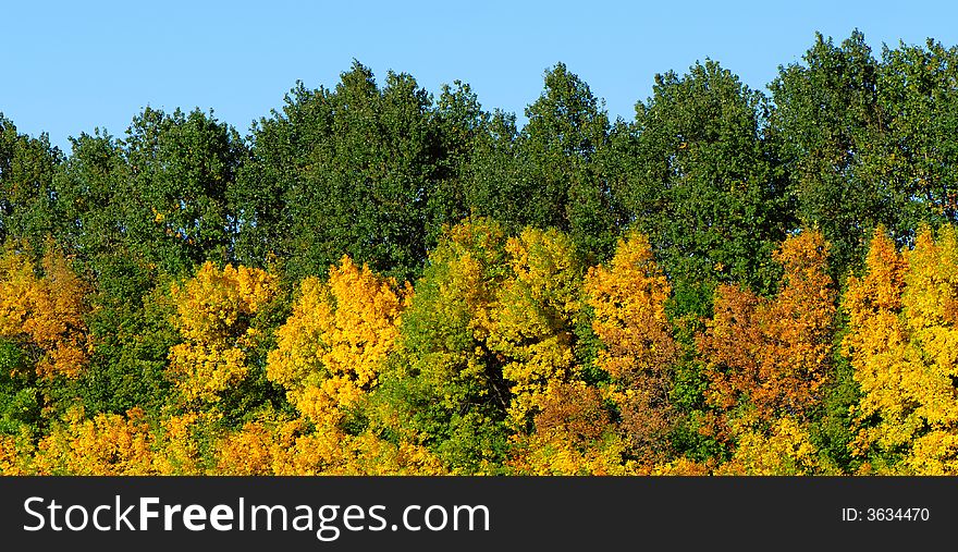 Comes  foliage on trees green and yellow is time to autumn