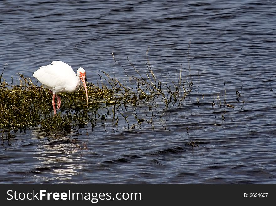 White Ibis in Florida's Merritt Island National Wildlife Refuge