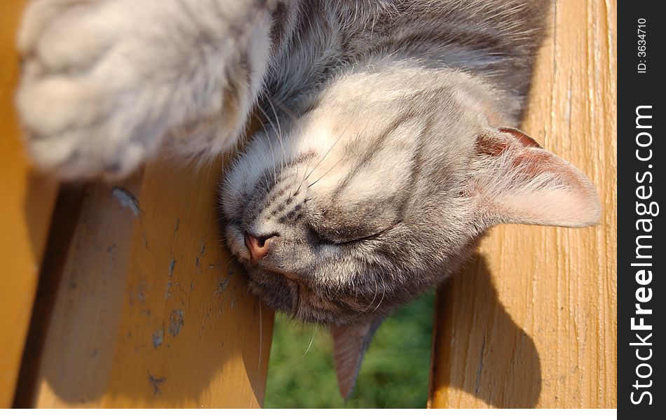 Fluffy little grey cat speeling oa a wood bench. Fluffy little grey cat speeling oa a wood bench