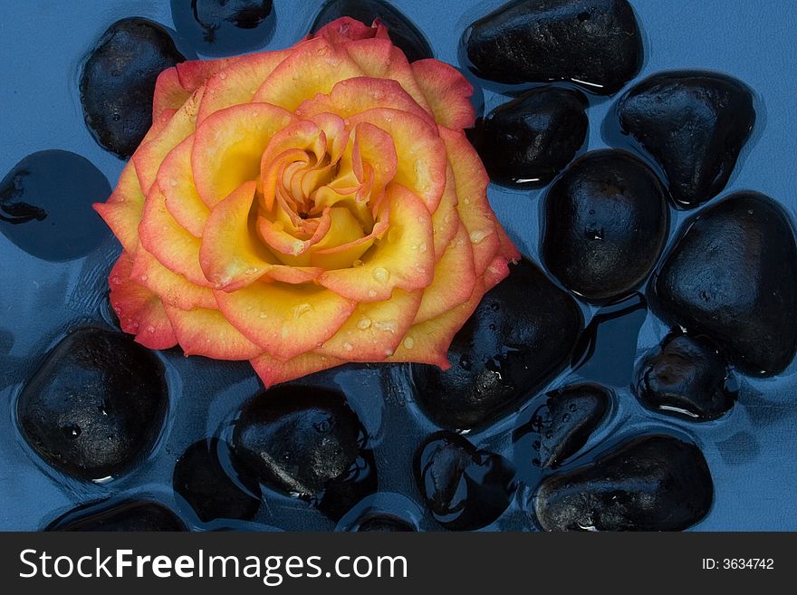 Rose In Black Pebbles.