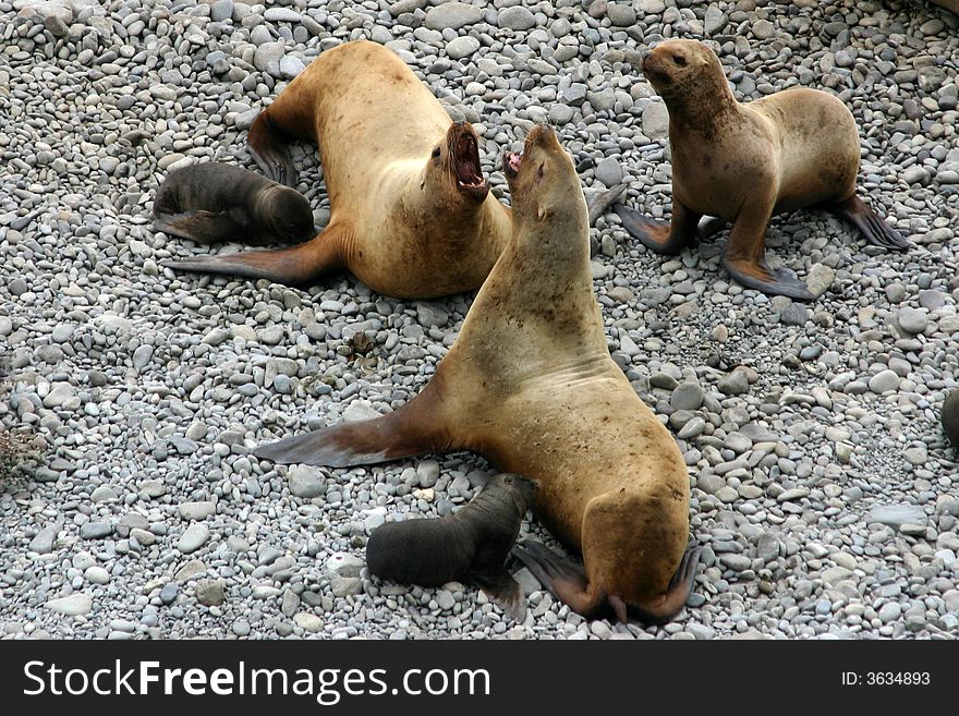 Sea-lion, she seal and puppy
