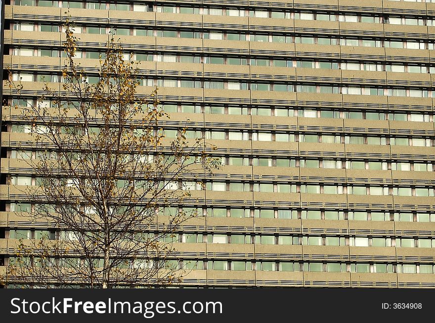 Silhouette of a tree with an office wall for the background. Silhouette of a tree with an office wall for the background