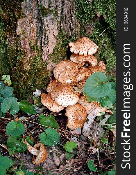 Macro of group of mushrooms and moss at the autumn. Macro of group of mushrooms and moss at the autumn