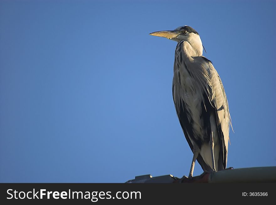 Great grey heron watching the landscape from the height of a street light