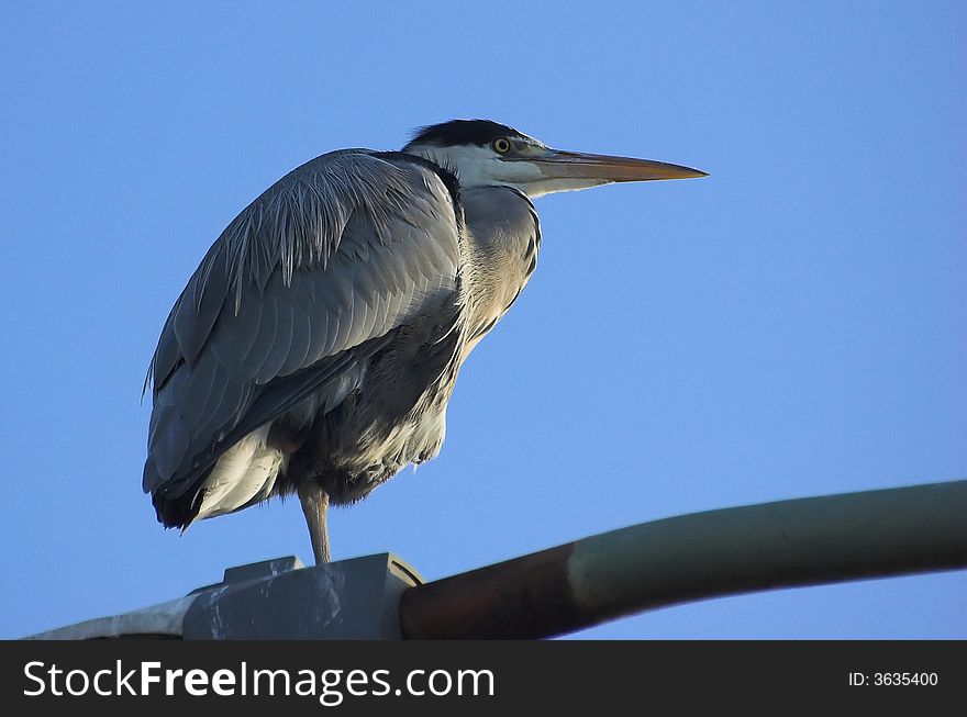 Great grey heron watching the landscape from the height of a street light