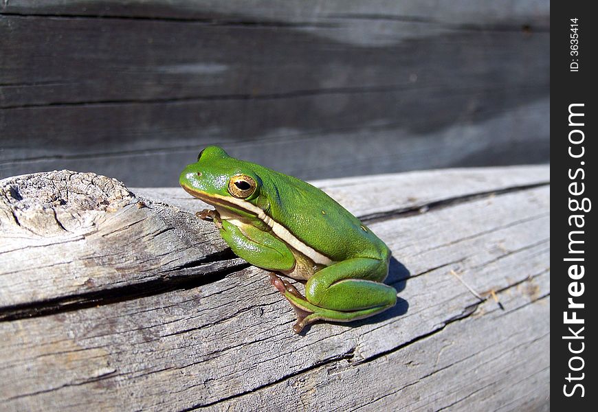 Small tree frog with white stripe posed in the sunshine. Small tree frog with white stripe posed in the sunshine.